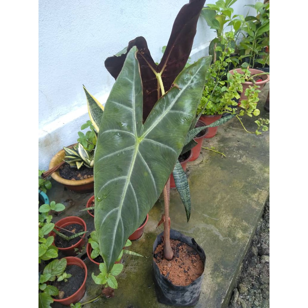 Keladi Hutan Untuk Hiasan Anak Pokok Asli Dari Hutan Shopee Malaysia