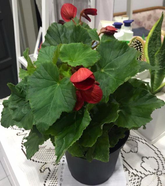 Anak Pokok Bunga Begonia Merah  Sudah Berbunga Red Begonia  