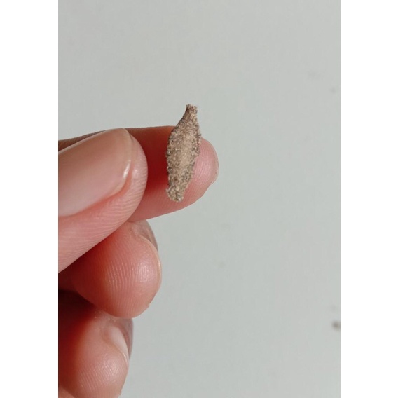 Serangga Parasit Kamitetep