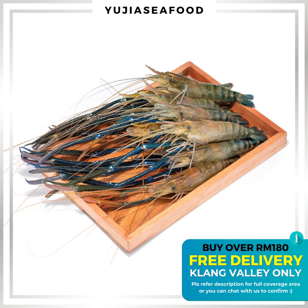 [KL&SGR SAHAJA] 1kg Udang Galah Saiz U10 / Scampi Giant Freshwater Prawn / 大头虾