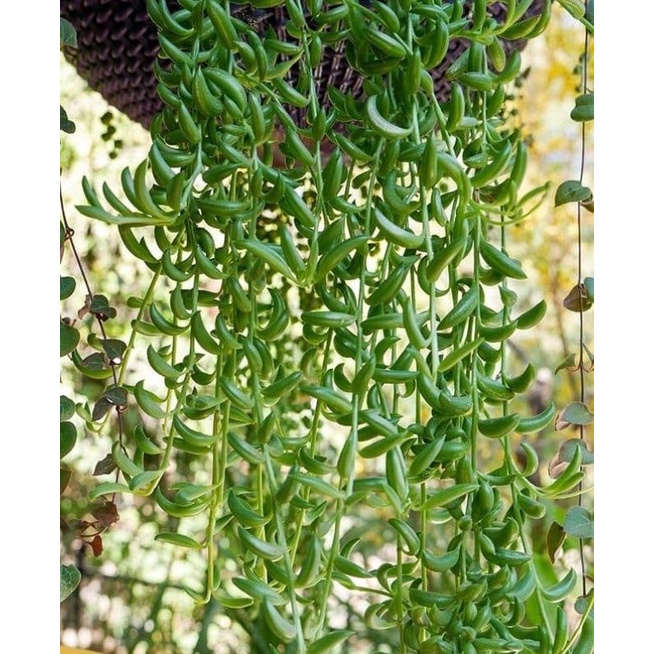 WAF succulent String of Bananas (Curio Radicans) 弦月/串串香蕉with 55mm pot direct from Cameron Highlands