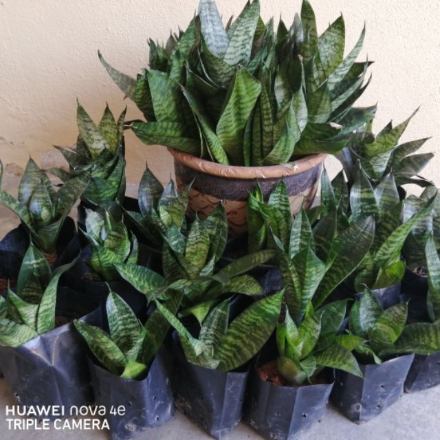 Anak Pokok Lidah Jin Lidah Mak Mertua Sansevieria Jenis Renek Rendah Shopee Malaysia