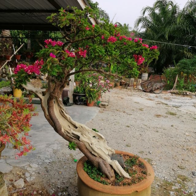 pokok bunga kertas bonsai