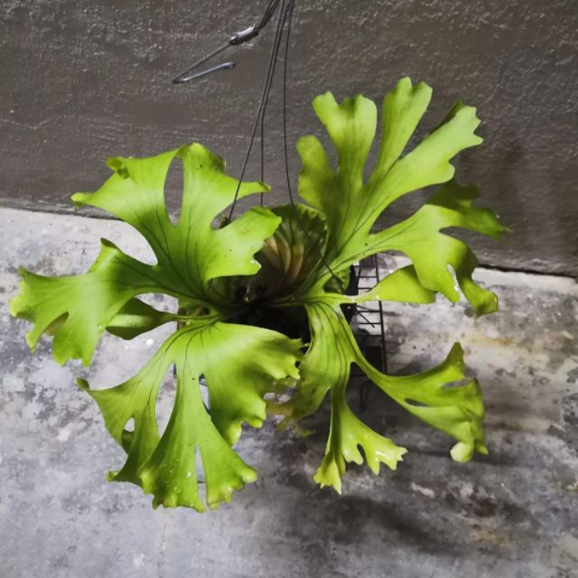 Platycerium Ridleyi Wide Leaves Form 宽叶亞洲猴腦鹿角蕨 Shopee Malaysia