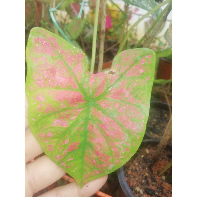 Pokok Keladi Spider Merah Hijau Pink Caladium Baja Shopee Malaysia