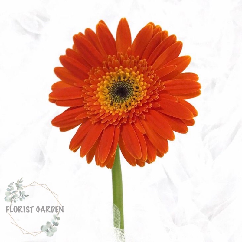 GERBERA?Ready Stock 现货?Daisy Fresh Flower [非洲菊] | Shopee Malaysia