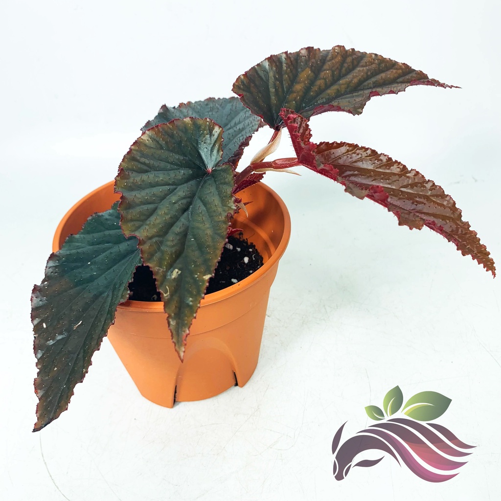 Begonia Collection Rare Plant by LS group | Shopee Malaysia