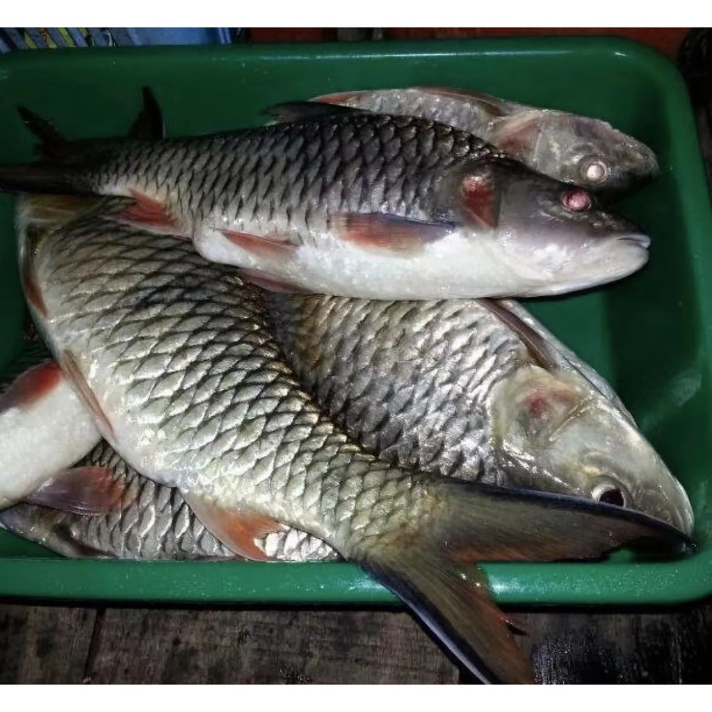 IPOH SEAFOOD IKAN SEBARAU SARAWAK 1.66kg / 水马溜鱼 ( “ Sui Ma Lau “ fish