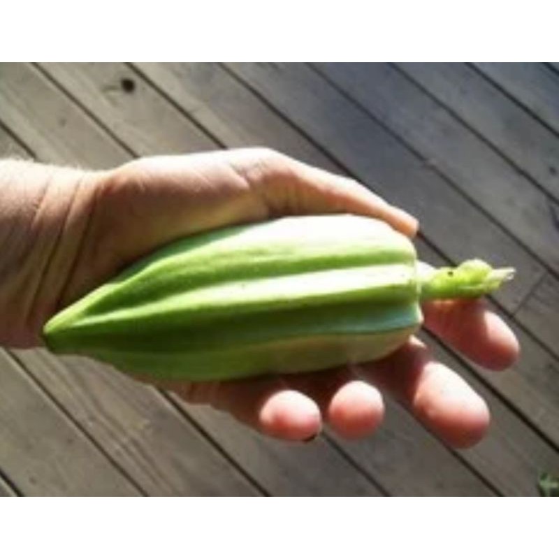 Benih Bendi Arab Hijau Green Arabic Okra Seeds 大小肥羊羊角豆 20pcs Shopee Malaysia