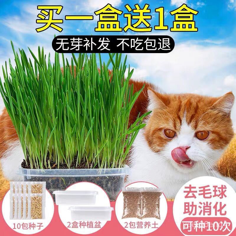 Cat Food Treats Snacks Kucing 猫草种子小麦无土水培种植猫草猫咪吃的化毛去毛球助消化猫麦草籽 Shopee Malaysia