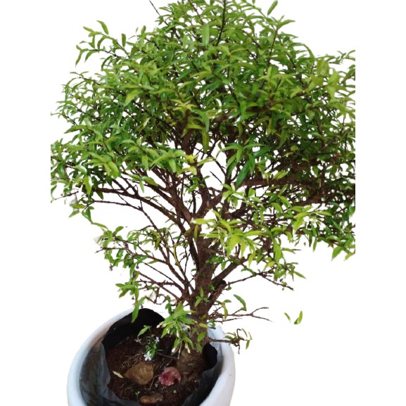 Ready Stock Jeliti Vietnam Bunga Santalia Hiasan Halaman Rumah Live Plant With Plastic Pot Home Deco Shopee Malaysia