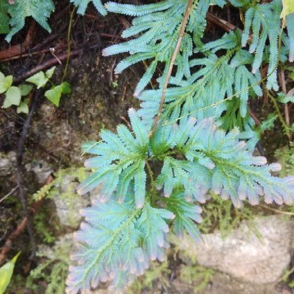 Selaginella Species, Peacock Fern. Red Dragon Fern - Ong. Very Bushy 