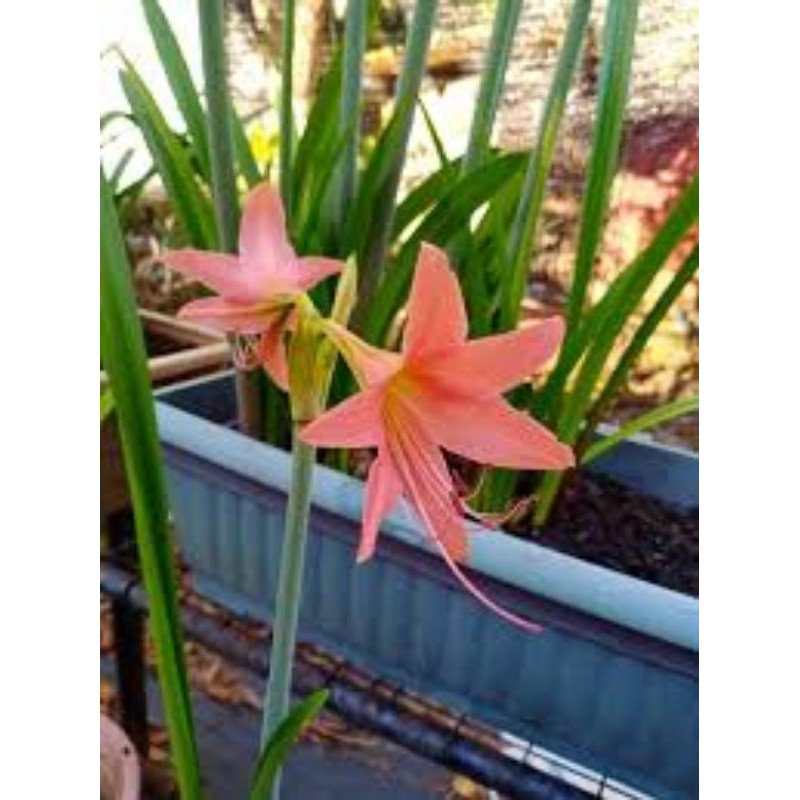 Lily Belladona Peach  Benih pokok Lily murah  Shopee Malaysia