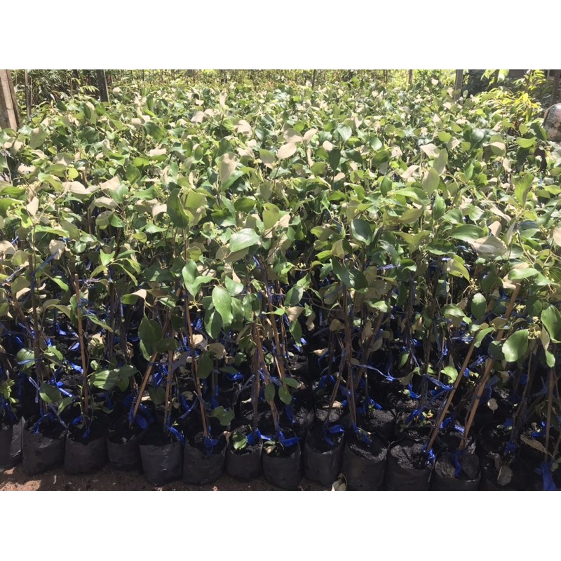 Buy Anak Pokok Bidara Epal Bidara Jumbo Vietnam Hybrid Cepat Berbuah Seetracker Malaysia