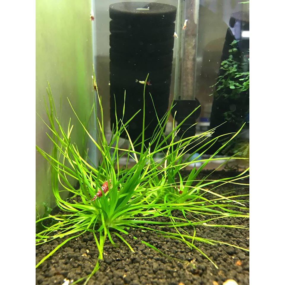 Eriocaulon Sp Japan 日本穀精 Aquatic Plant Aquarium Shopee Malaysia