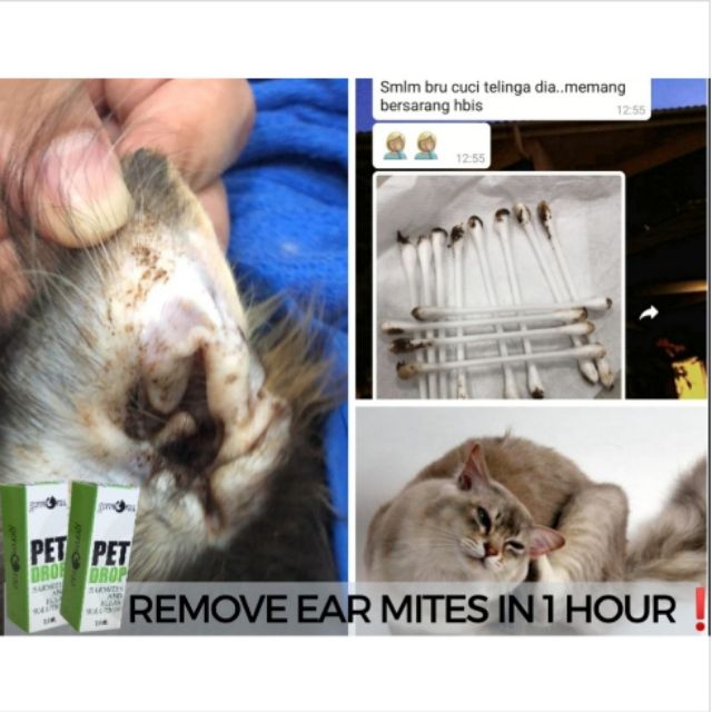 Ubat Kutu Kucing Anjing Cats Earmites Fleas Lice Tick Hama Kutu Telinga  Telur Kutu (1 botol untuk 5-9 ekor)
