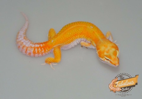 Any Leopard Gecko Owners From Malaysia Here Need Some Answers To A Noob S Questions R Leopardgeckos