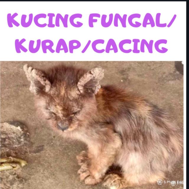 Kucing Sporo Sembuh  ubat anti fungus kucing  Qialliru