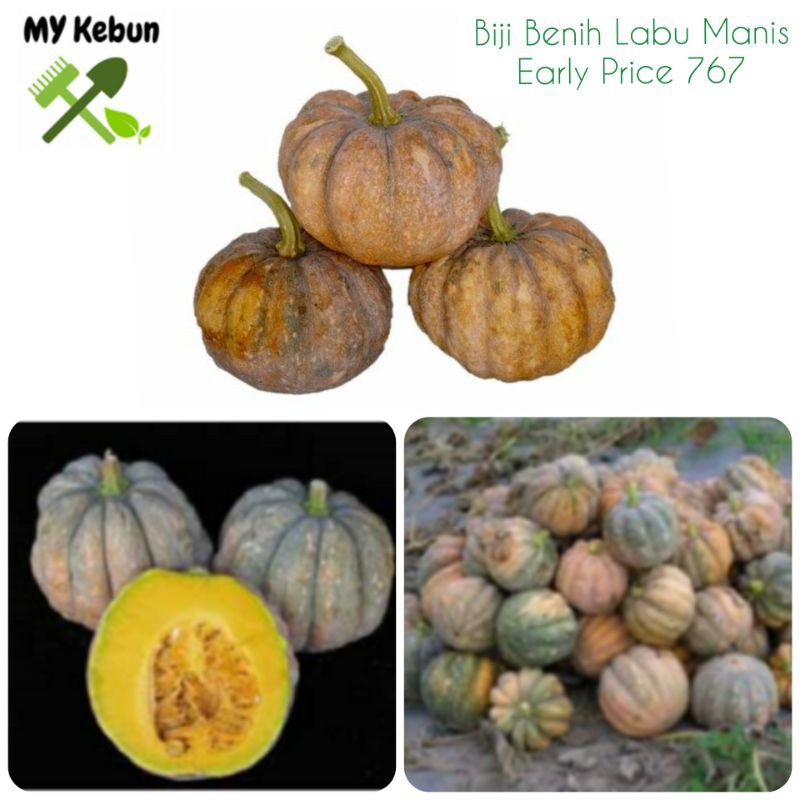 Biji Benih Labu Manis Early Price 767 10 Butir Seeds Repack Shopee Malaysia