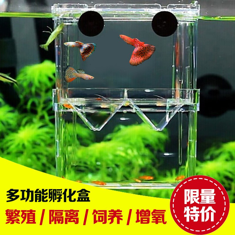 Small Fish Breeding Box 繁殖盒 隔離盒 孔雀魚繁殖盒魚缸隔離盒孵化盒器亞克力懸浮鳳尾小魚苗產卵房分離 Shopee Malaysia