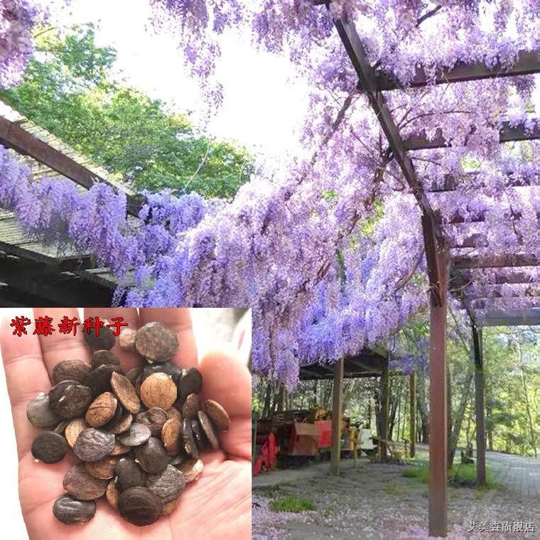 紫藤花种籽爬藤花卉植物紫藤种子室外庭院耐寒四季易活攀爬垂吊 Shopee Malaysia