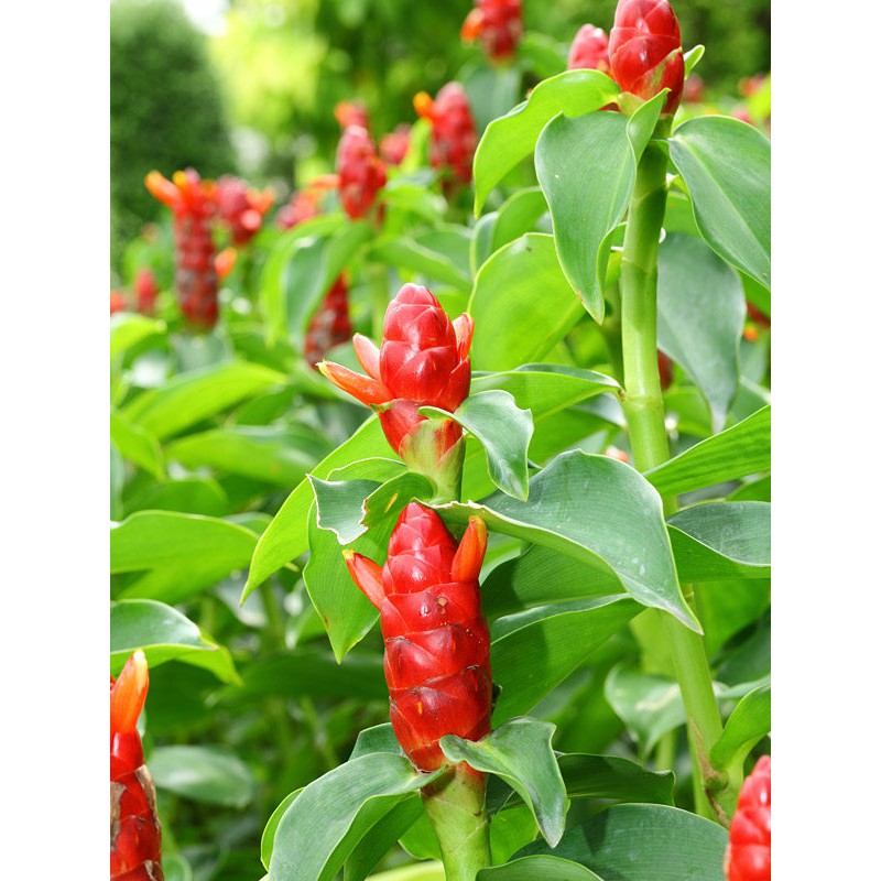 Pokok Kostus Merah Atau Bunga Cili Shopee Malaysia