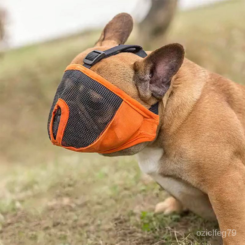 How To Muzzle A French Bulldog