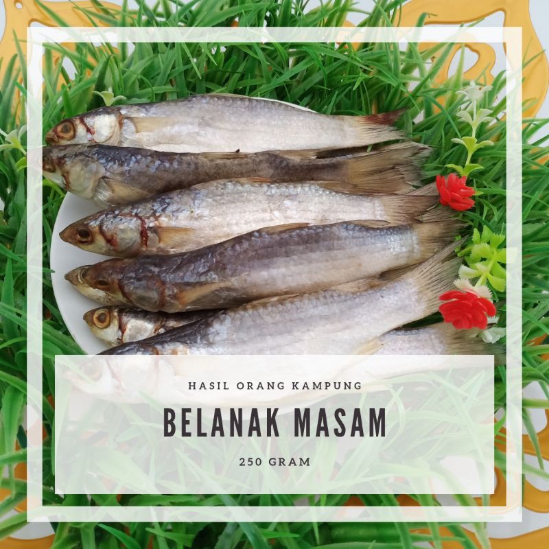 Buy Ready Stock Belanak Masam Belanak Masin Ikan Masin Belanak Kering Kedera Masam Segar Dari Pantai Remis Seetracker Malaysia