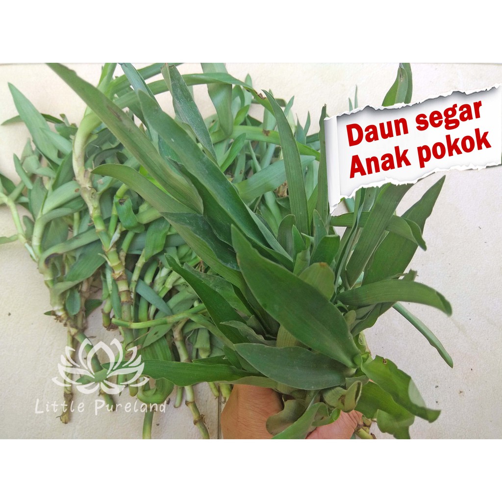 Rumput Siti Khadijah Beijing grass 北京草 Rumput Beijing ...