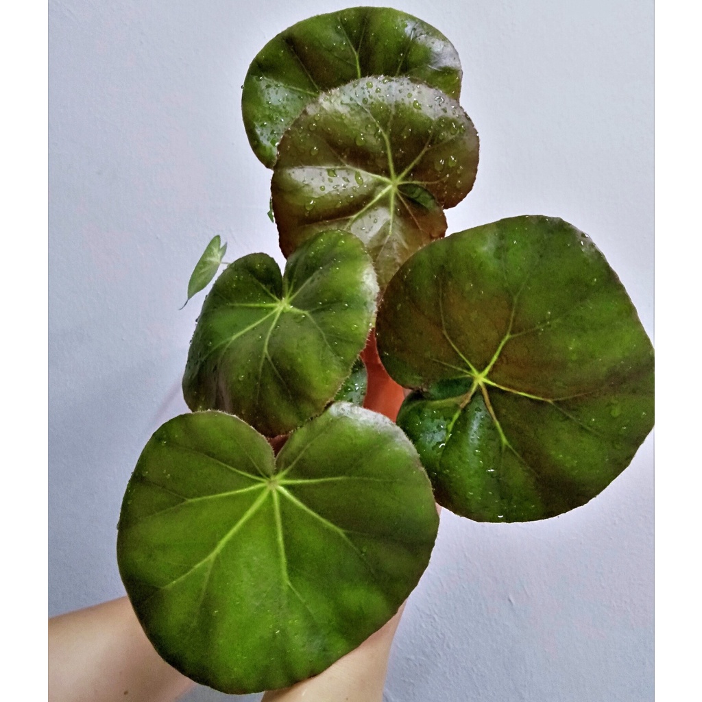 Begonia Beefsteak/Begonia Erythrophylla/pokok asam batu | Shopee Malaysia