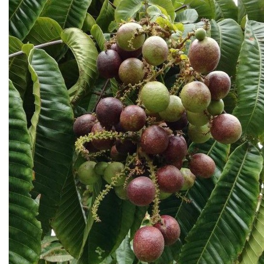 Anak Pokok Buah Matoa / Matao / Longan Brazil/ Buah Tiga Rasa 