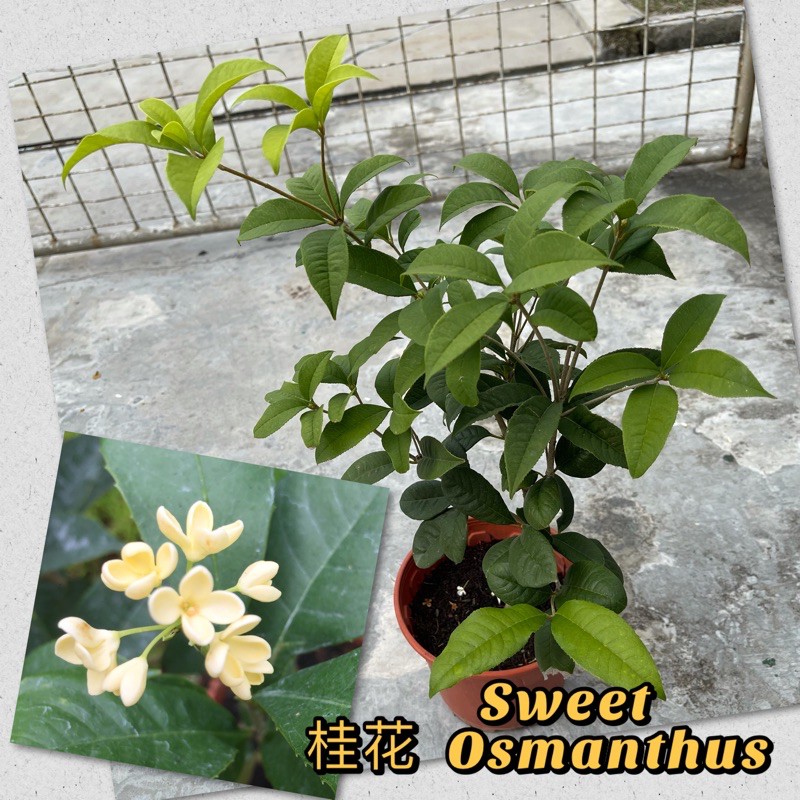 Sweet Osmanthus Plant Outdoor Flower Fragrance 桂花树室外植物 Shopee Malaysia