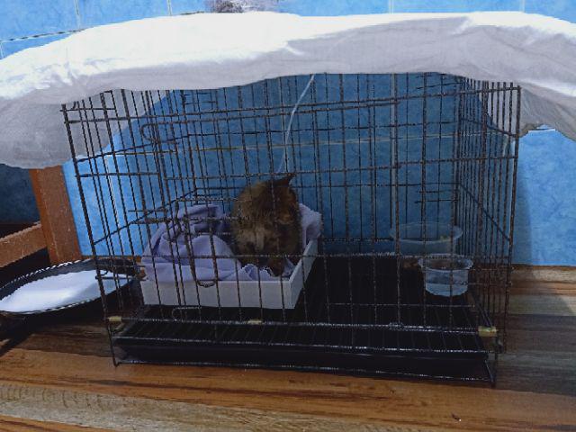 Cat Cage Sangkar Kucing Murah 1 5FT Shopee Malaysia Cat Cage Sangkar Kucing Murah 1 5FT Shopee Malaysia