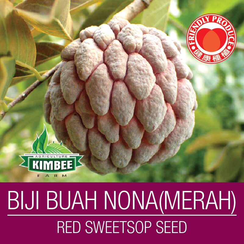 10 50 Benih Buah Nona Merah Benih Dari Organik Farm Red Sweetsop Sugar Apple Seed From Organic Farm Shopee Malaysia