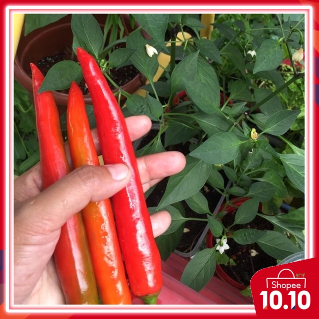 10pcs Seeds Biji Benih Cili Masakan Merah Panjang