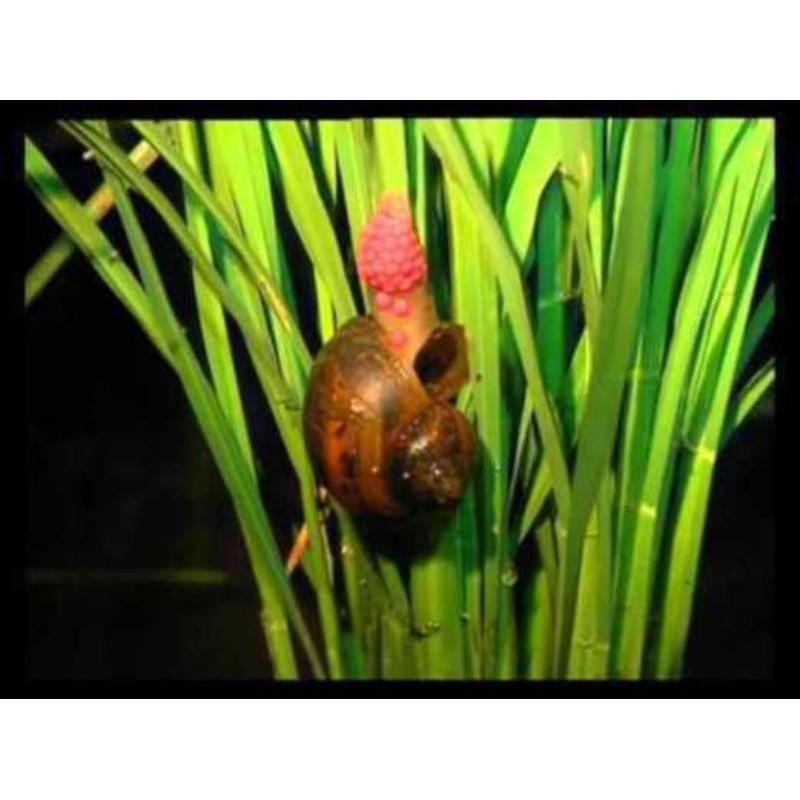 Buy Racun Siput Gondang Emas Heben Seetracker Malaysia