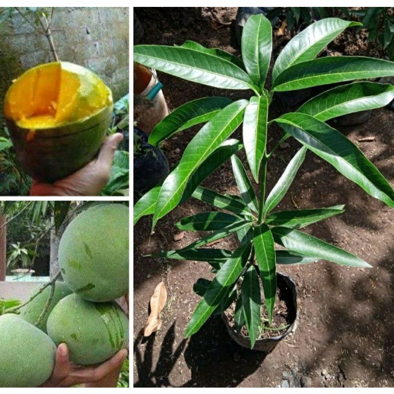 pokok pauh epal kelapa hybrid | Shopee Malaysia