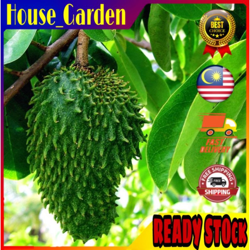 Buy Pokok Durian Belanda Hybrid Pokok Cepat Berbuah Seetracker Malaysia