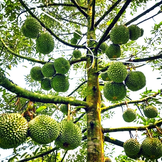  Pokok Durian  Musang King Dalam Pasu sanx xox