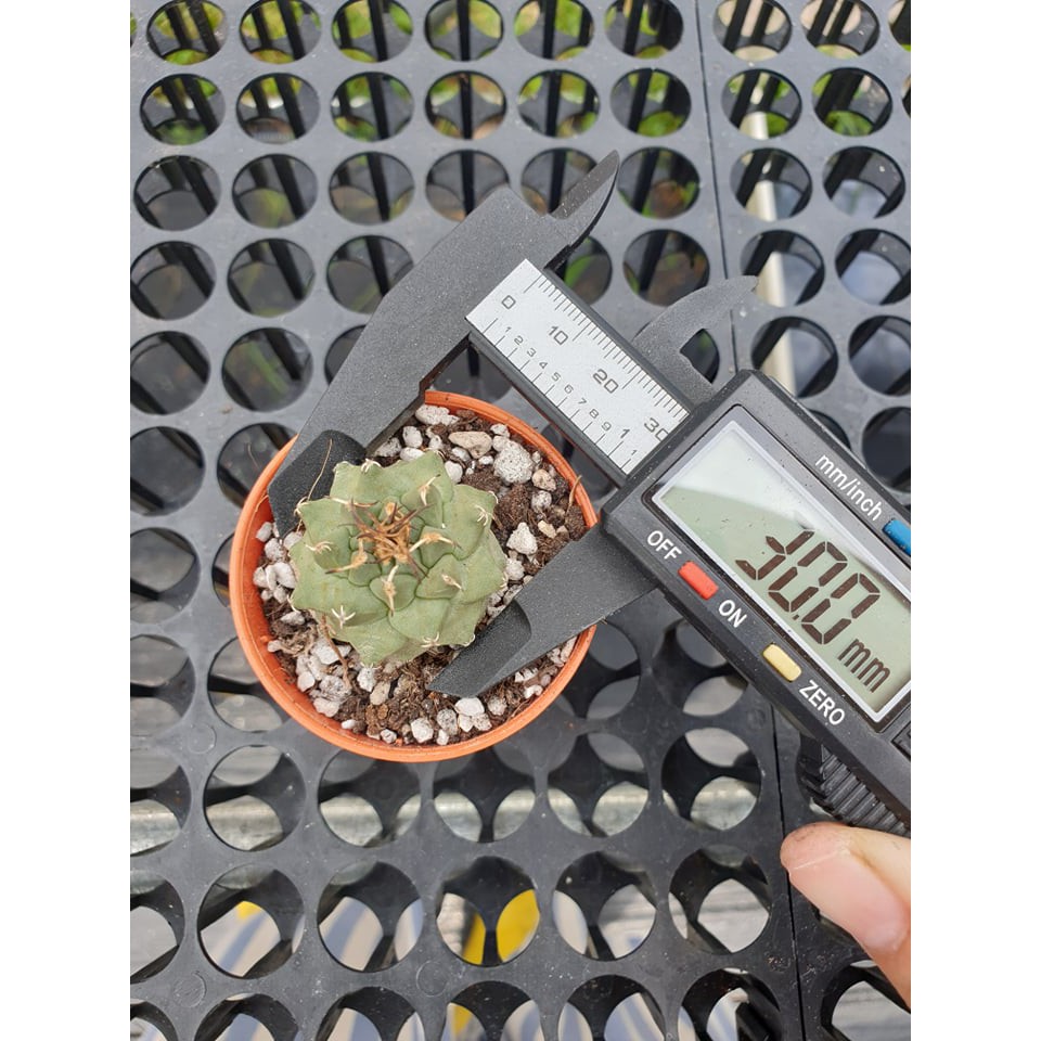 Augustfame Turbinicarpus Alonsoi 赤花娇丽cactus Succulent Shopee Malaysia