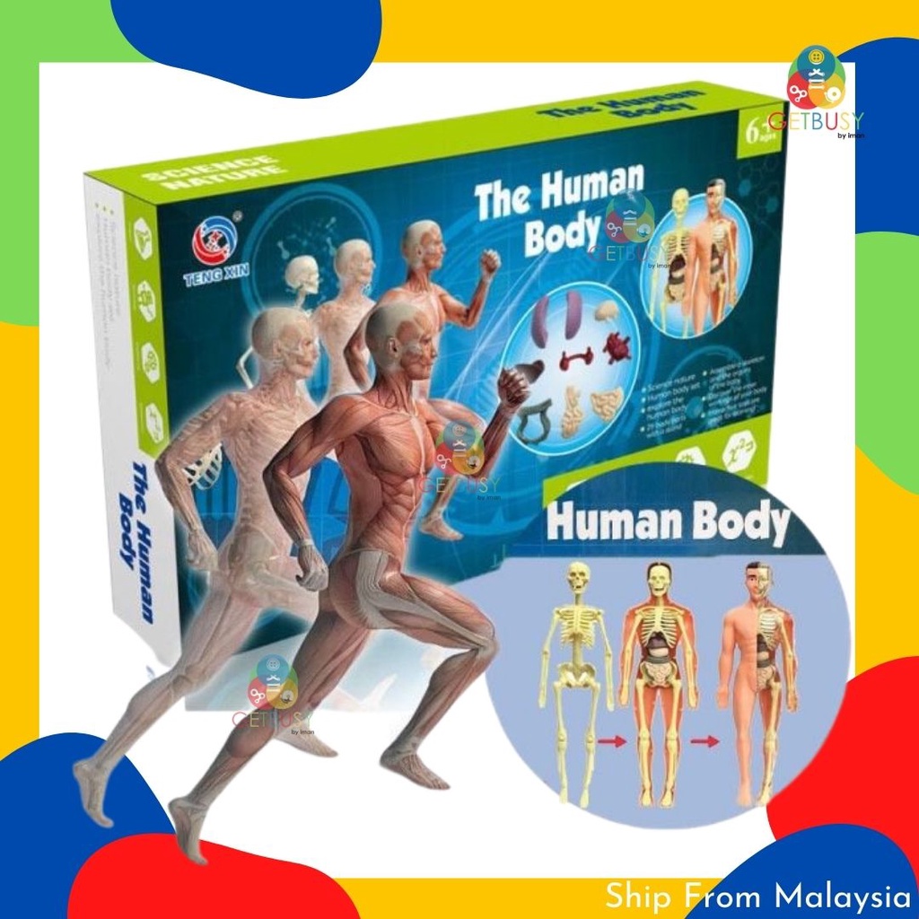 GETBUSYBYIMAN Human Body Anatomy Model Shopee Malaysia