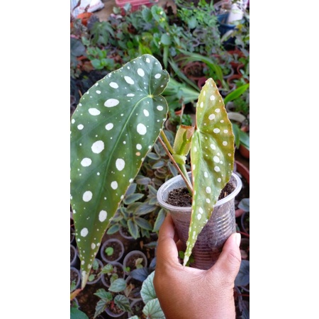 Buy Begonia Unknown Species Redy Stock By Slthegreen Seetracker Malaysia