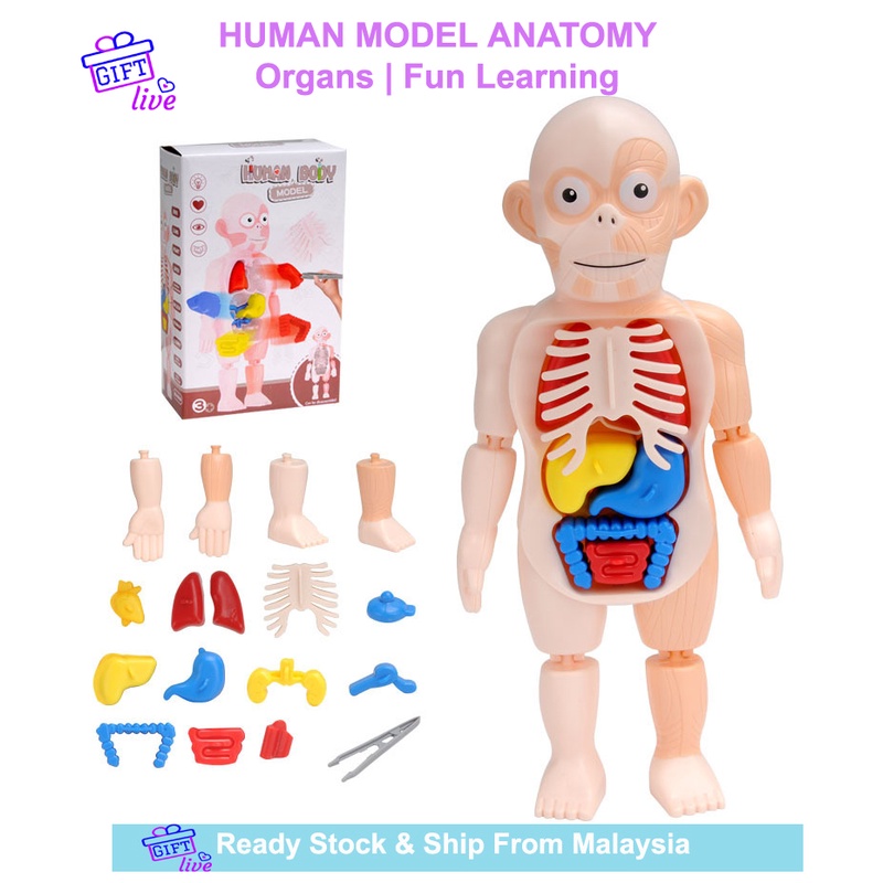 Anatomy Human Body Model 3D Organ Anatomical Assembly Model Children's Toy | Badan Sains