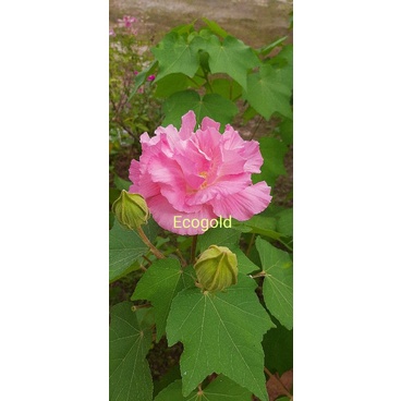 Hibiscus Mutabilis Cotton Rose Shopee Malaysia