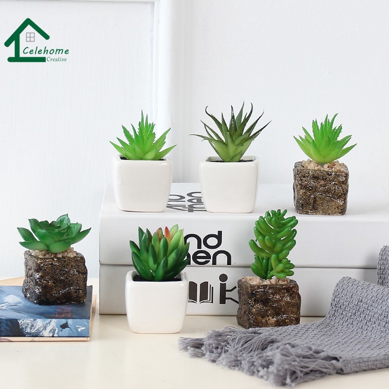 mini potted plants malaysia