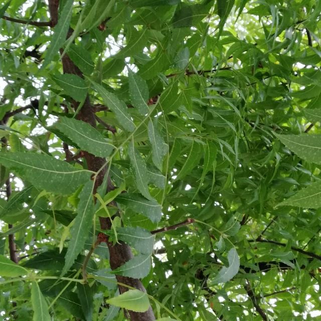 Daun semambu 200g Segar Pokok perubatan merawat chicken 