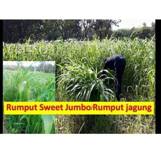  BIJI  BENIH RUMPUT SORGHUM  100 BIJI  BENIH BELI 5 PACKET 