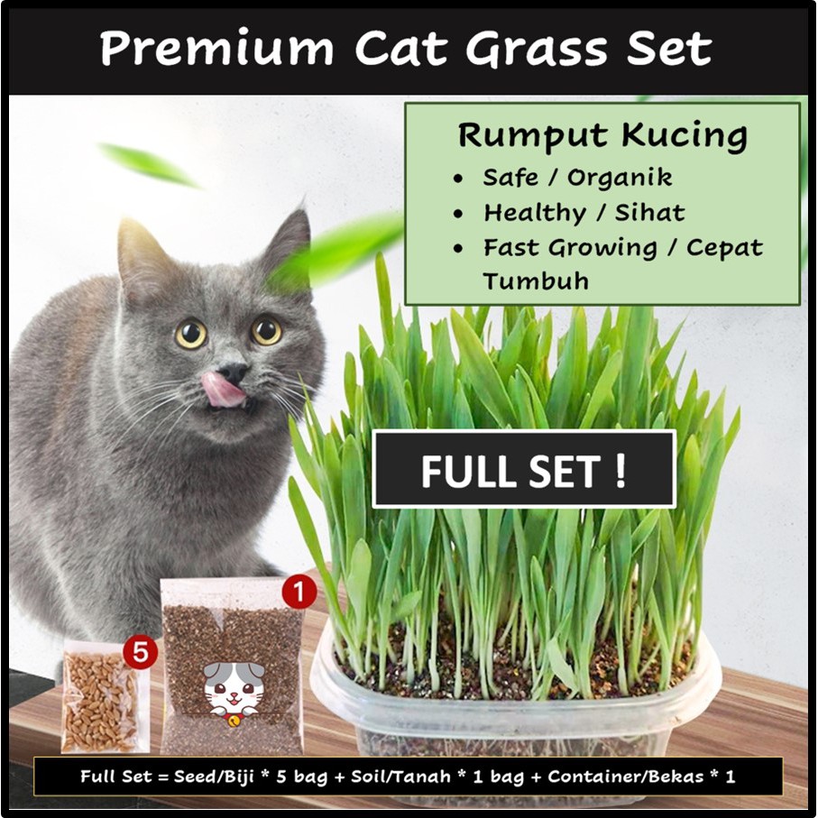 Cat Grass Seed Set Biji Benih Rumput Kucing healthy cat food 