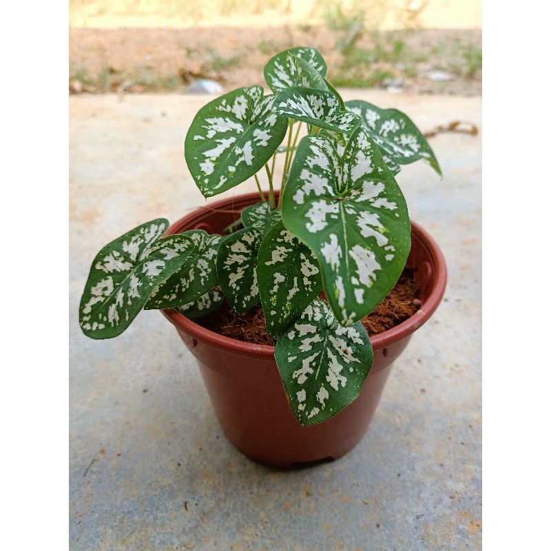 Pokok Keladi Hiasan Caladium Cantik Dalam Pasu Murah Shopee Malaysia