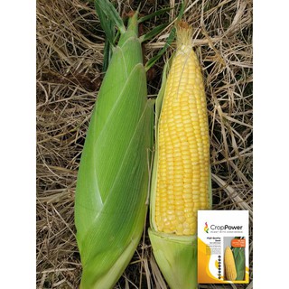 GO GREEN SWEET JAPANESE HONEY GOLD CORN SEEDS BENIH JAGUNG MADU 